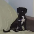 Balú e Hera