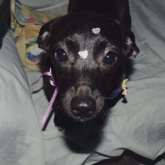 Cachorro ra a mix de linguiçinha, srd idade 7 a 11 meses nome Balú e Hera