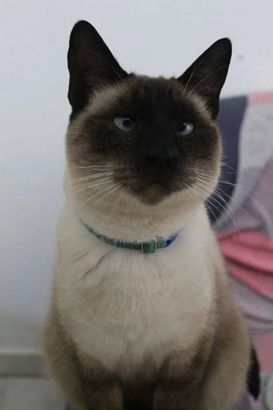 Gato ra a  idade 2 anos nome Loki