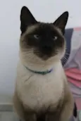 Loki