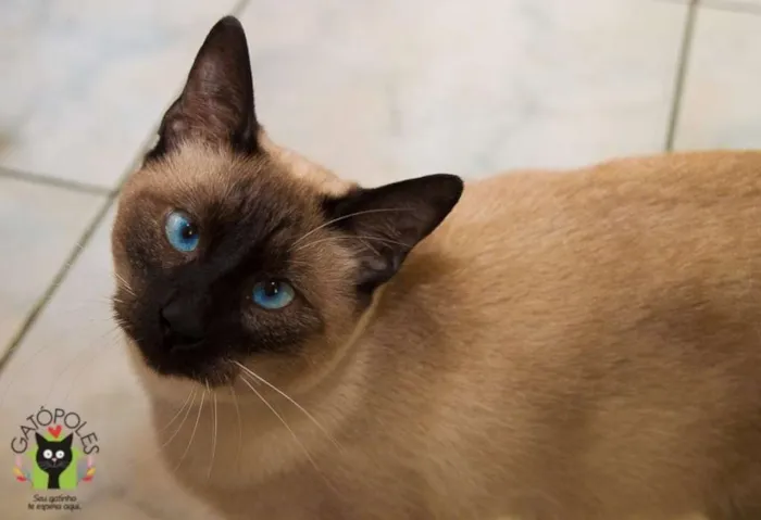 Gato ra a  idade 2 anos nome Loki