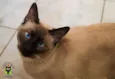 Loki