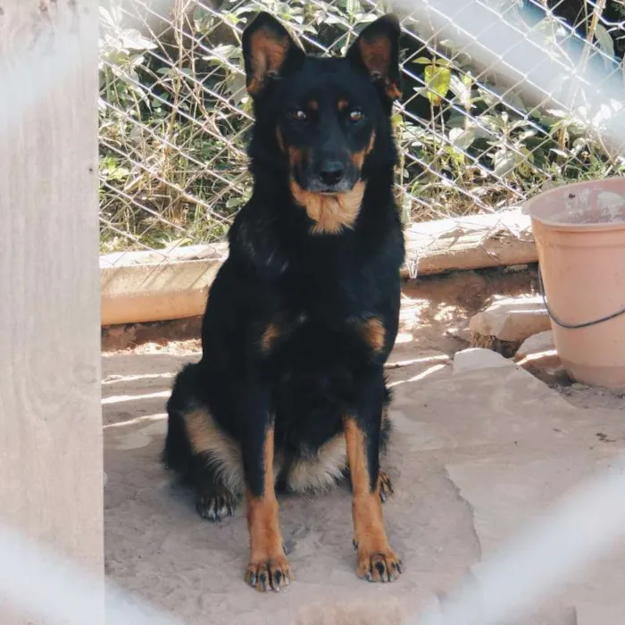 Cachorro ra a mix pastor, srd idade 5 anos nome Sophia