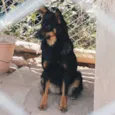 Sophia