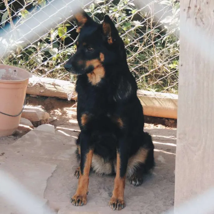 Cachorro ra a mix pastor, srd idade 5 anos nome Sophia