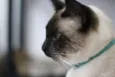 Loki