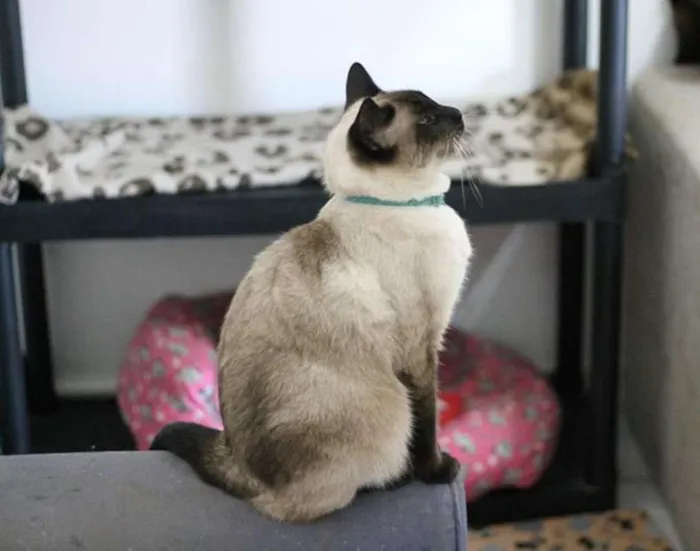 Gato ra a  idade 2 anos nome Loki