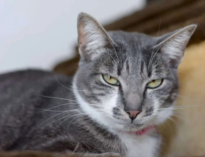 Gato ra a SRD idade 2 anos nome Portela