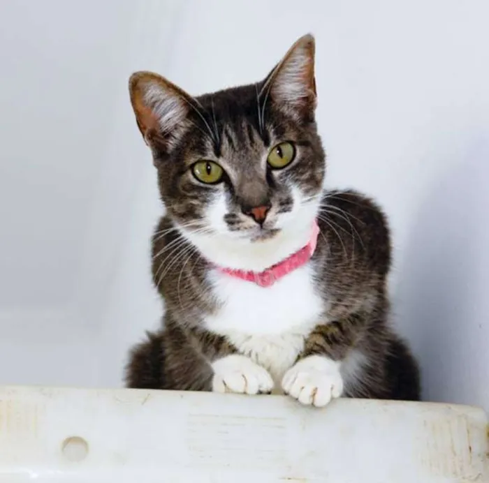 Gato ra a SRD idade 2 anos nome Portela
