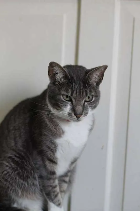 Gato ra a SRD idade 2 anos nome Portela