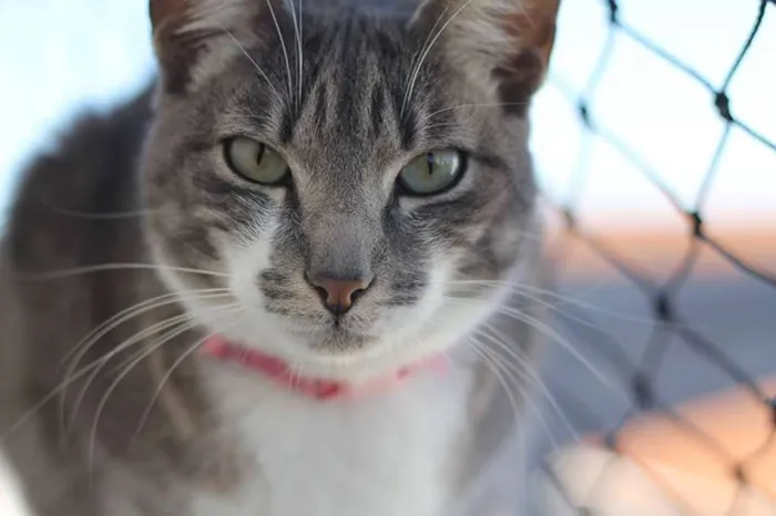 Gato ra a SRD idade 2 anos nome Portela