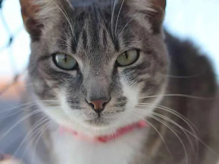 Gato ra a SRD idade 2 anos nome Portela