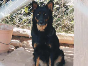 Cachorro raça mix pastor, srd idade 5 anos nome Sophia