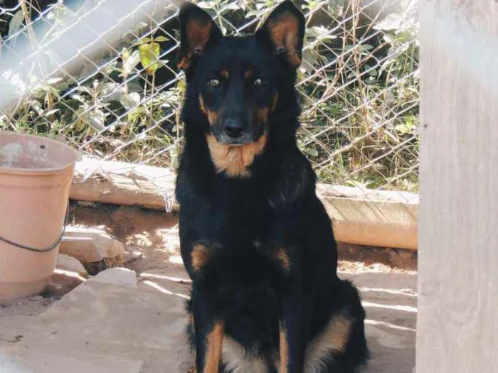 Cachorro ra a mix pastor, srd idade 5 anos nome Sophia