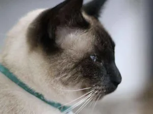 Gato raça  idade 2 anos nome Loki