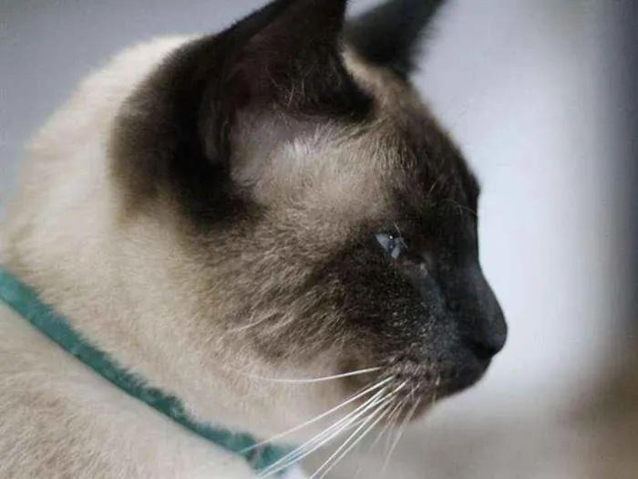Gato ra a  idade 2 anos nome Loki