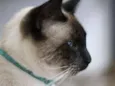 Loki