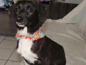 Cachorro raça mix de linguiçinha, srd idade 7 a 11 meses nome Balú e Hera
