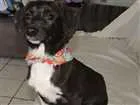 Cachorro raça mix de linguiçinha, srd idade 7 a 11 meses nome Balú e Hera
