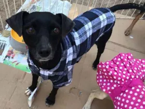 Cachorro raça SRD idade 4 anos nome Zé Pequeno