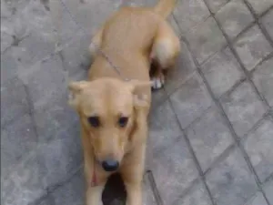 Cachorro raça Vira lata idade 2 anos nome Lilica