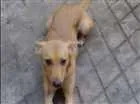 Cachorro raça Vira lata idade 2 anos nome Lilica