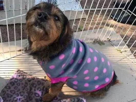 Cachorro ra a SRD idade 3 anos nome Dóris
