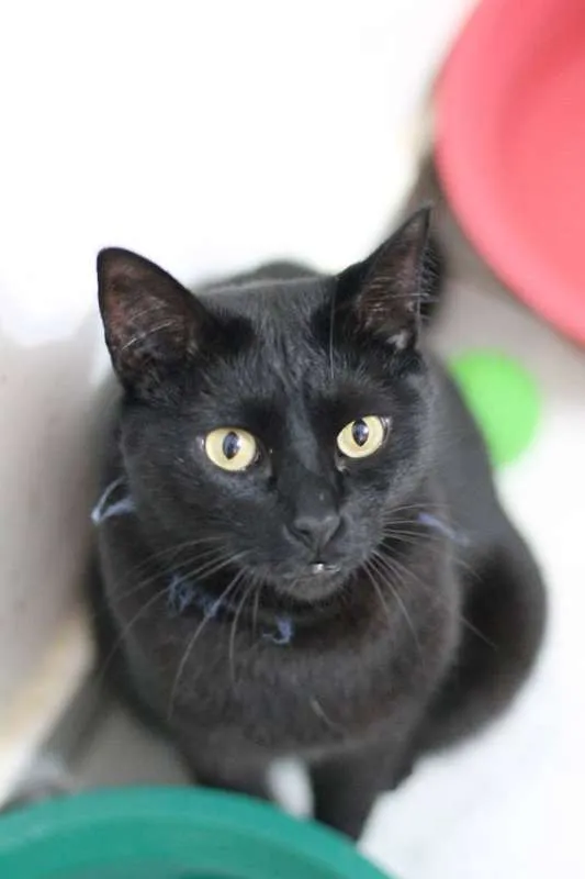 Gato ra a  idade 2 anos nome Aramis