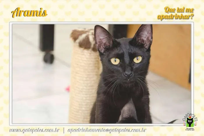Gato ra a  idade 2 anos nome Aramis