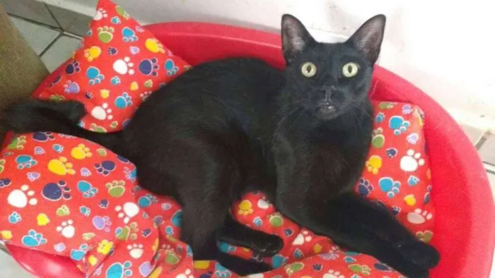 Gato ra a  idade 2 anos nome Aramis