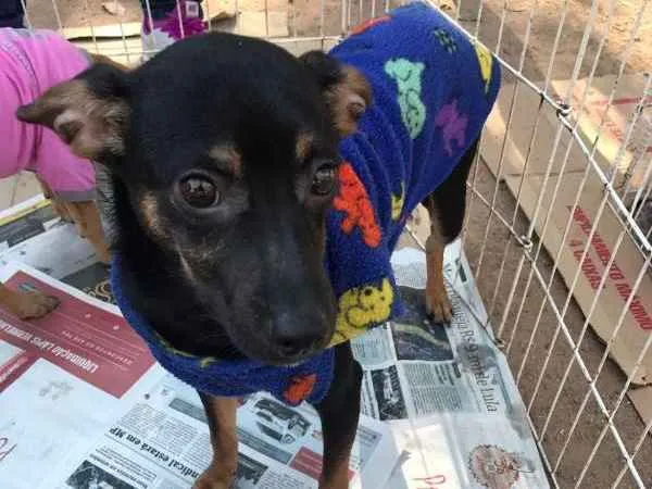 Cachorro ra a SRD idade 7 a 11 meses nome ZULU