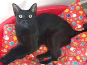 Gato raça  idade 2 anos nome Aramis