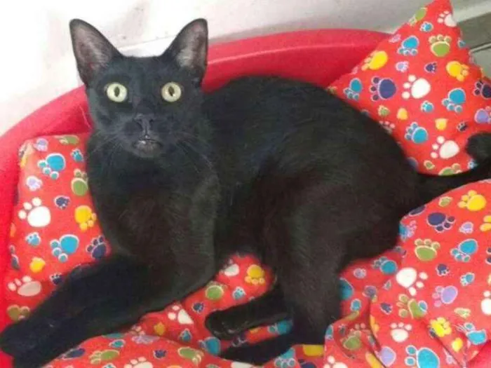 Gato ra a  idade 2 anos nome Aramis