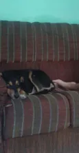 Akamaru