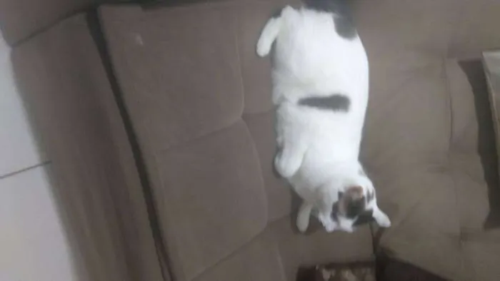 Gato ra a INDEFINIDA idade 2 anos nome TAPIOCA
