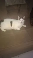 TAPIOCA