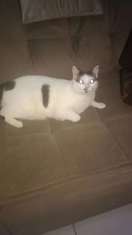 Gato ra a INDEFINIDA idade 2 anos nome TAPIOCA