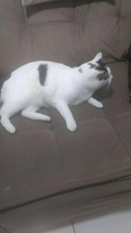 Gato ra a INDEFINIDA idade 2 anos nome TAPIOCA