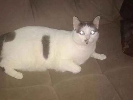 Gato ra a INDEFINIDA idade 2 anos nome TAPIOCA