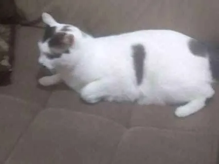 Gato ra a INDEFINIDA idade 2 anos nome TAPIOCA