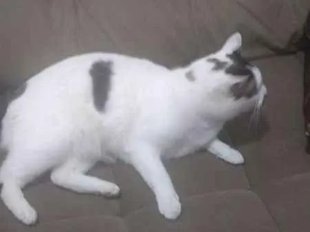 Gato ra a INDEFINIDA idade 2 anos nome TAPIOCA