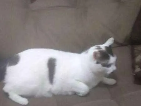 Gato ra a INDEFINIDA idade 2 anos nome TAPIOCA