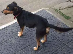 Cachorro raça Vira-Lata idade 4 anos nome Akamaru