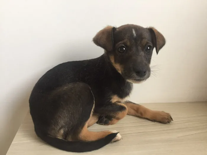 Cachorro ra a vira lata idade Abaixo de 2 meses nome MAIA
