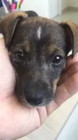 MAIA