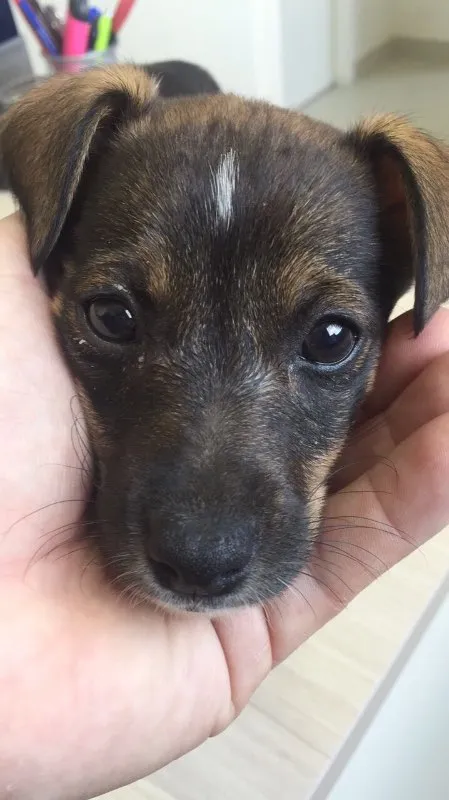 Cachorro ra a vira lata idade Abaixo de 2 meses nome MAIA