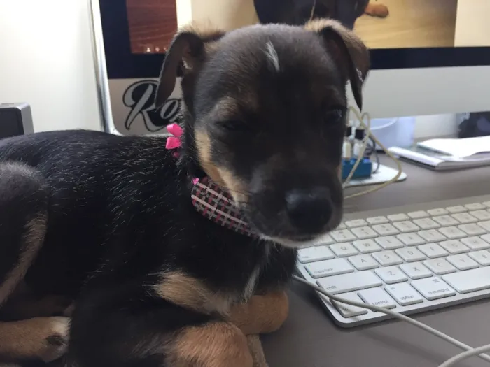 Cachorro ra a vira lata idade Abaixo de 2 meses nome MAIA