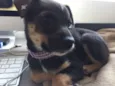 MAIA