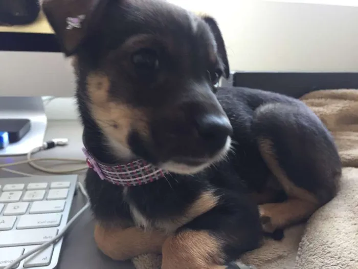 Cachorro ra a vira lata idade Abaixo de 2 meses nome MAIA