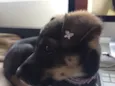 MAIA